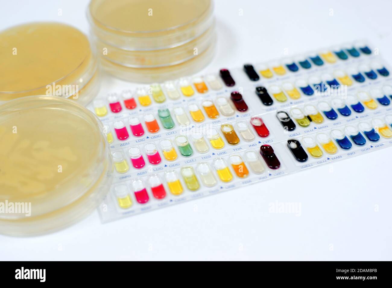 Kits de test d'identification des bactéries pour l'identification des bactéries à Gram positif et à Gram négatif et des levures. Banque D'Images