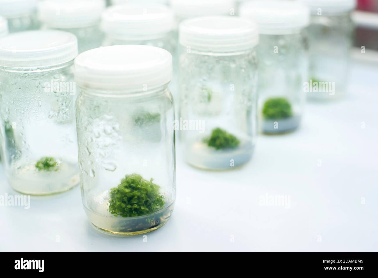 Cultures de tissus végétaux en laboratoire. Banque D'Images