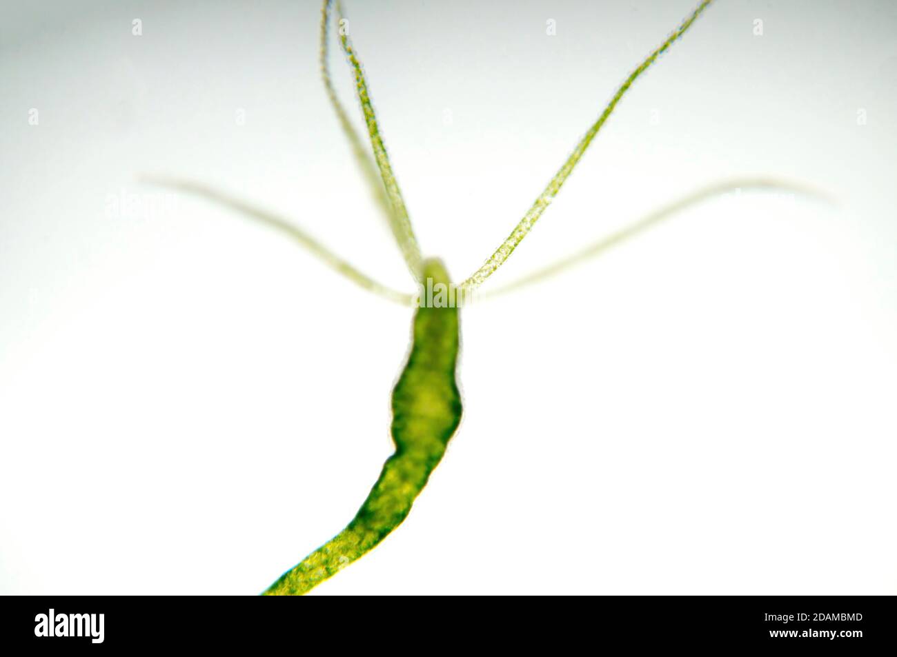 Hydra, micrographe léger. Les Hydra sont de petits animaux d'eau douce du phylum Cnidaria et de la classe Hydrozoa. Banque D'Images