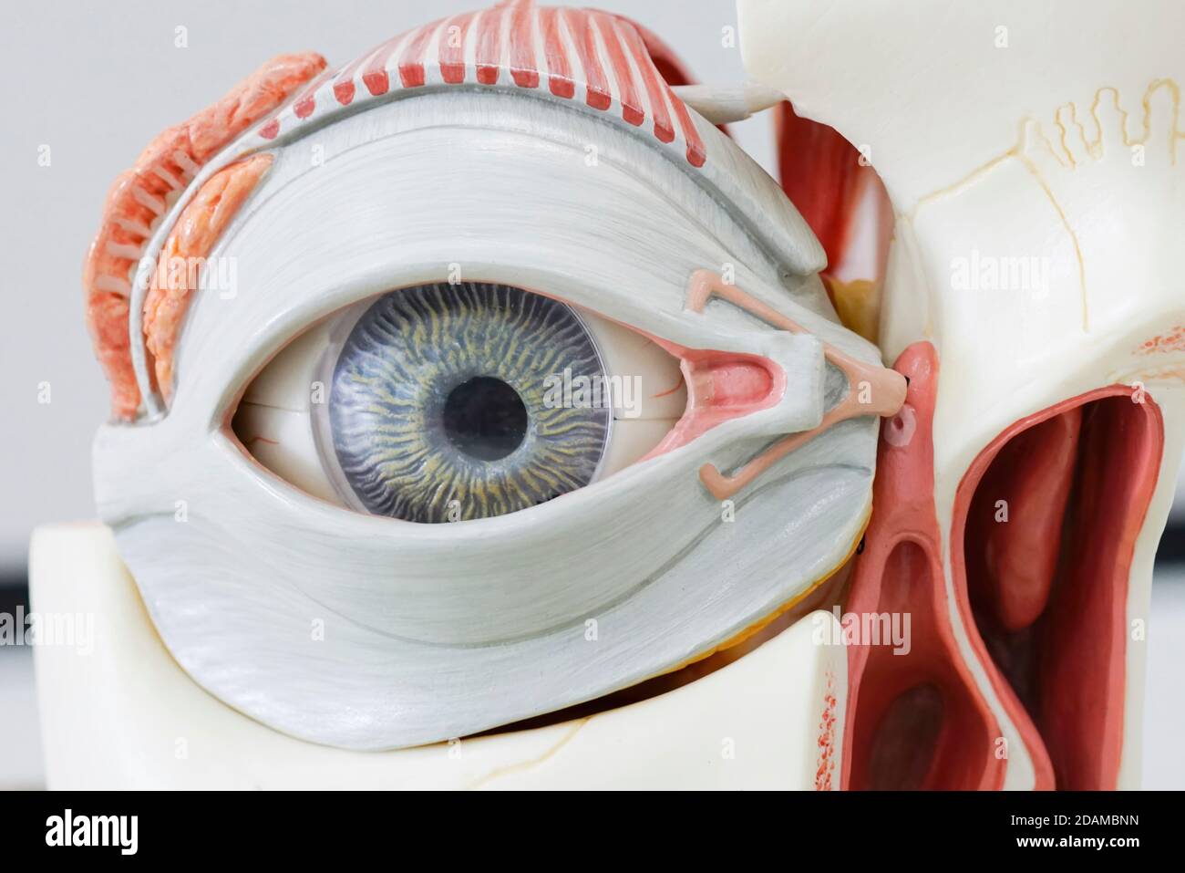 Modèle anatomique de l'œil humain. Banque D'Images