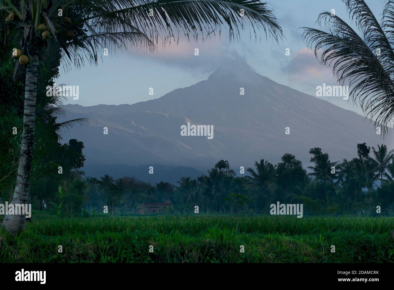 Mont Rinjani vu au-delà des rizières et des palmiers, Tetebatu, Lombok, Indonésie. L'agriculture rizicole. Banque D'Images