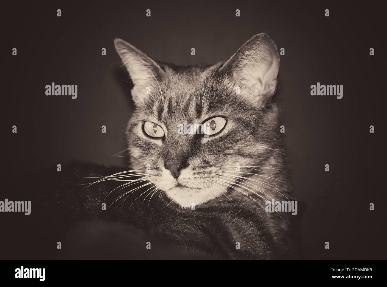 Photo en noir et blanc d'un chat Banque D'Images
