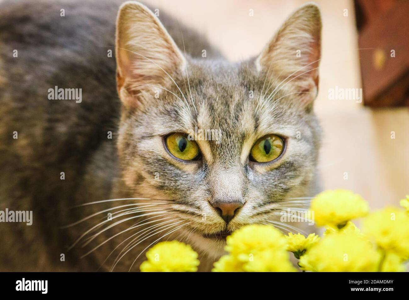 Yeux de chats fleurs Banque de photographies et d’images à haute résolution Alamy