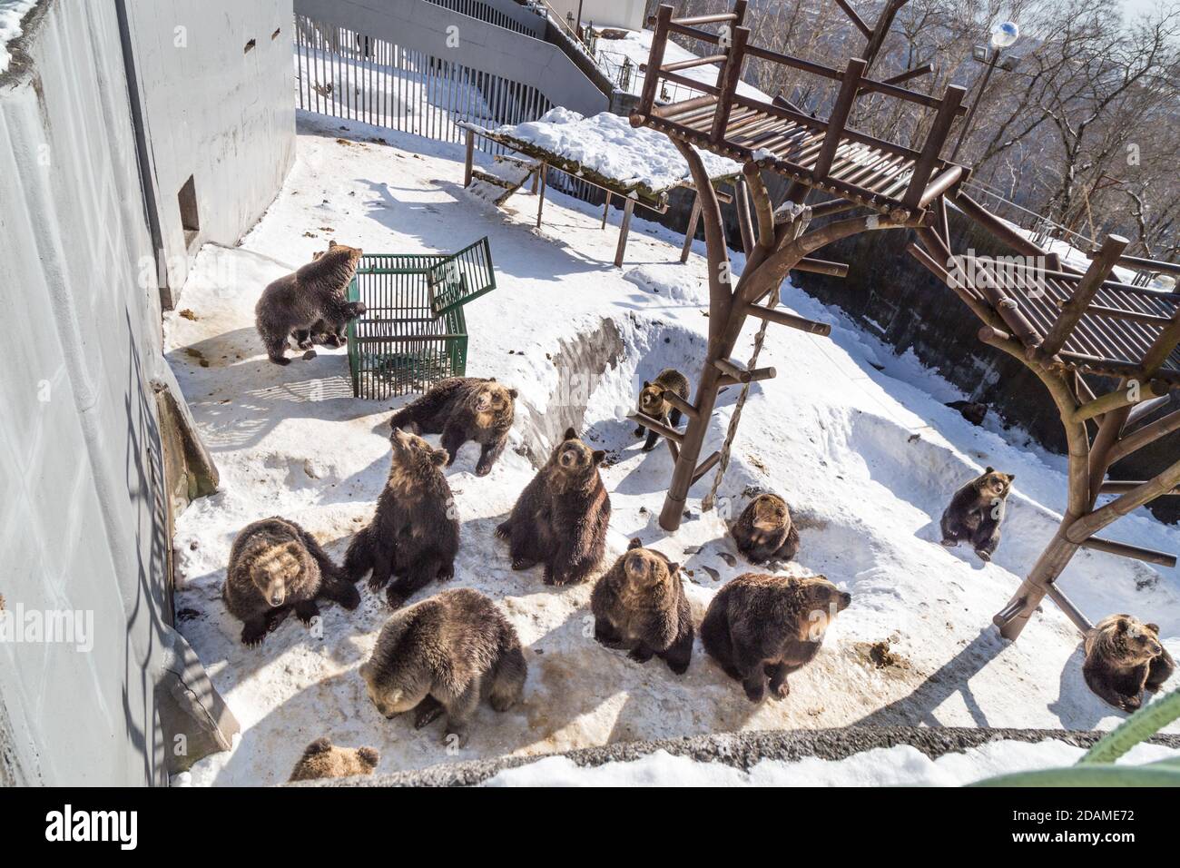 Ours brun Hokkaido au parc d'ours Noboribetsu pendant l'hiver au Japon Banque D'Images