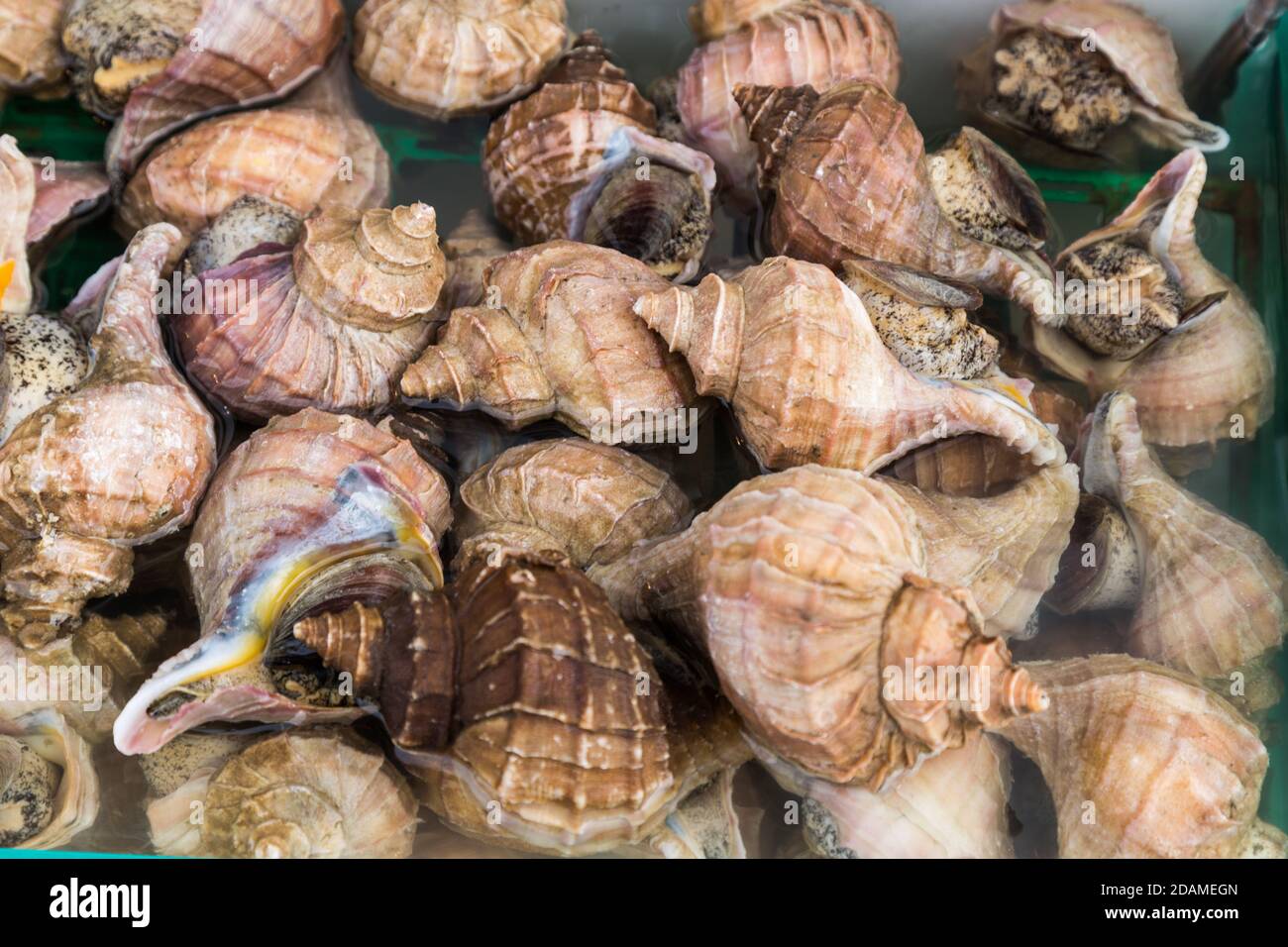 Escargots de mer comestibles Banque de photographies et d’images à haute résolution Alamy