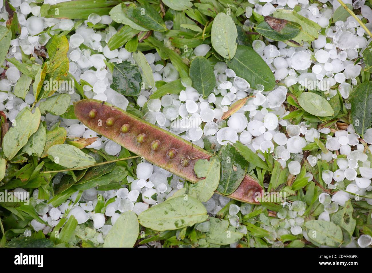 Pierres de grêle et feuilles et tiges cassées, après une tempête de grêle, jardin botanique tropical Xishuangbanna, Jinghong, Yunnan, Chine Déc 2012 Banque D'Images