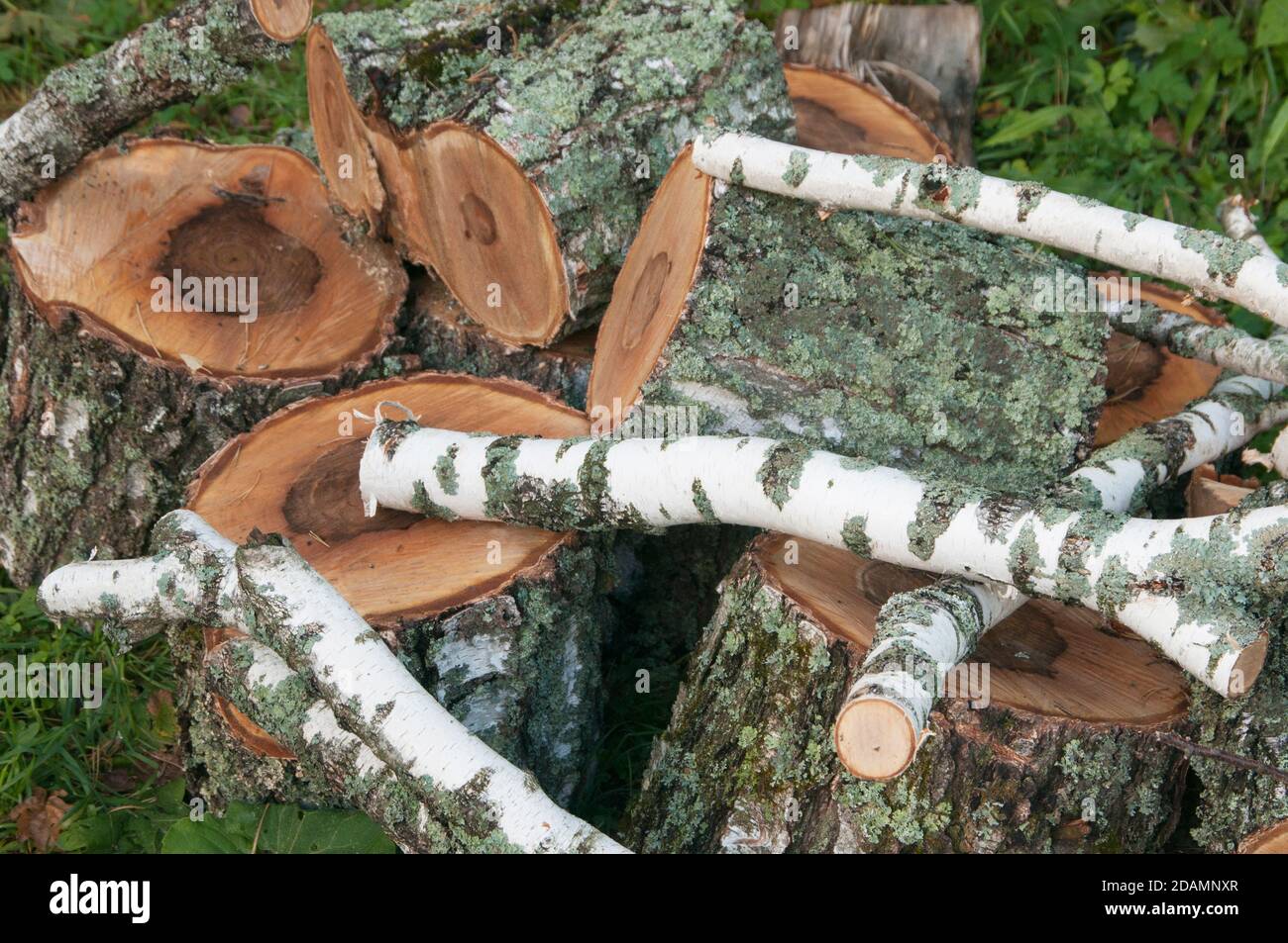 Pile de bois dans une forêt close up shot Banque D'Images