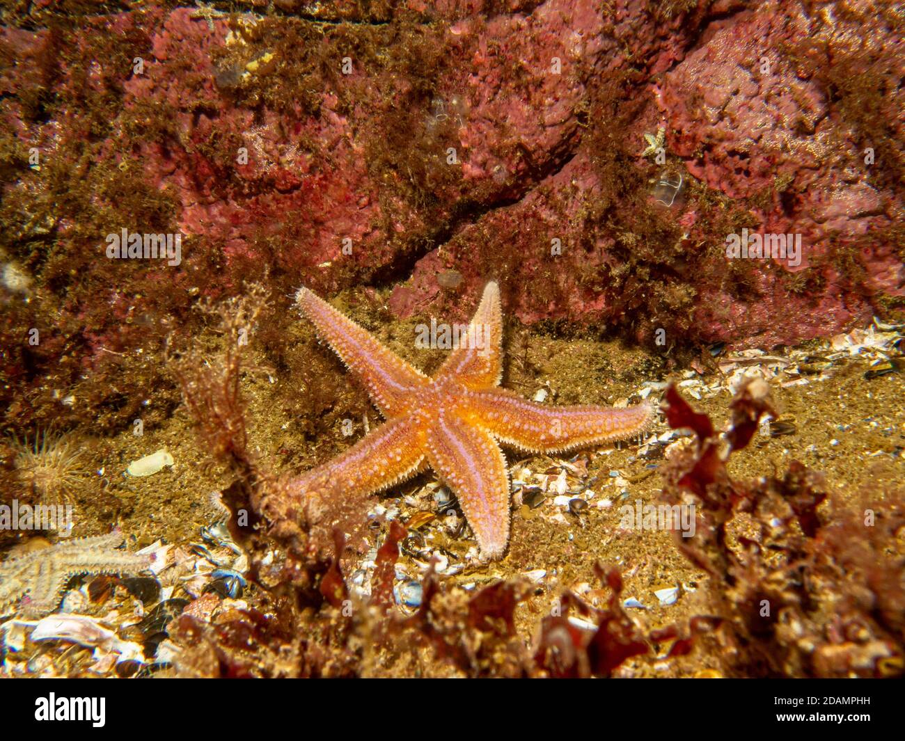 Un gros plan d'une étoile commune, d'une étoile commune de mer ou d'une étoile de sucre, Asterias Rubens. Photo des îles Weather, mer de Skagerack, Suède Banque D'Images