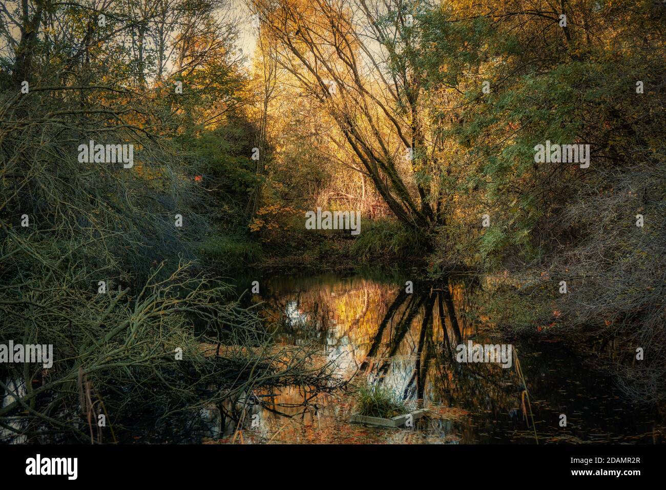 Couleurs d'automne et reflet de l'arbre dans l'étang Banque D'Images