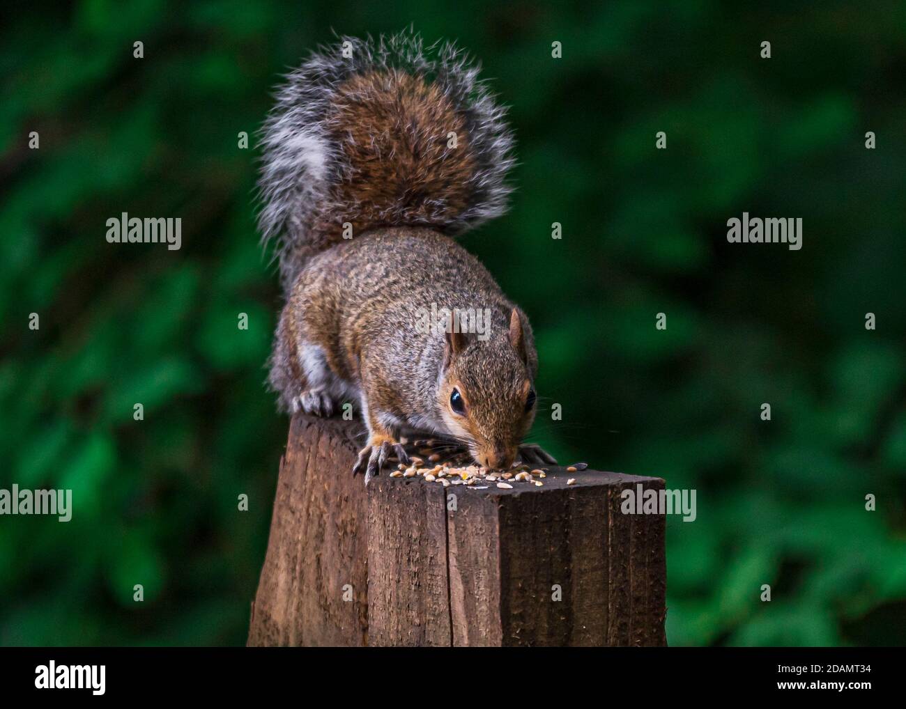 Écureuil gris se nourrissant dans la nature Banque D'Images