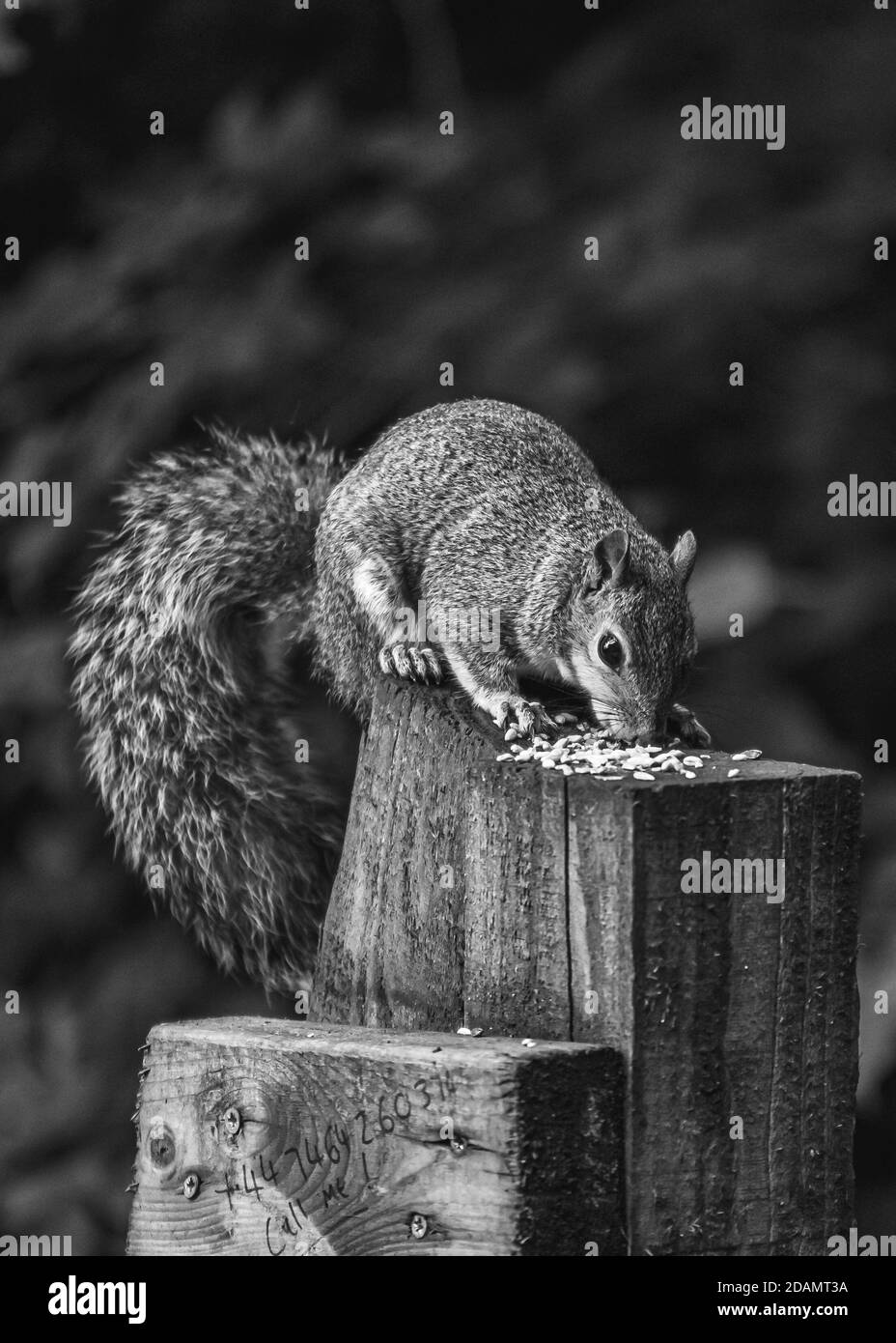 Écureuil gris se nourrissant dans la nature Banque D'Images