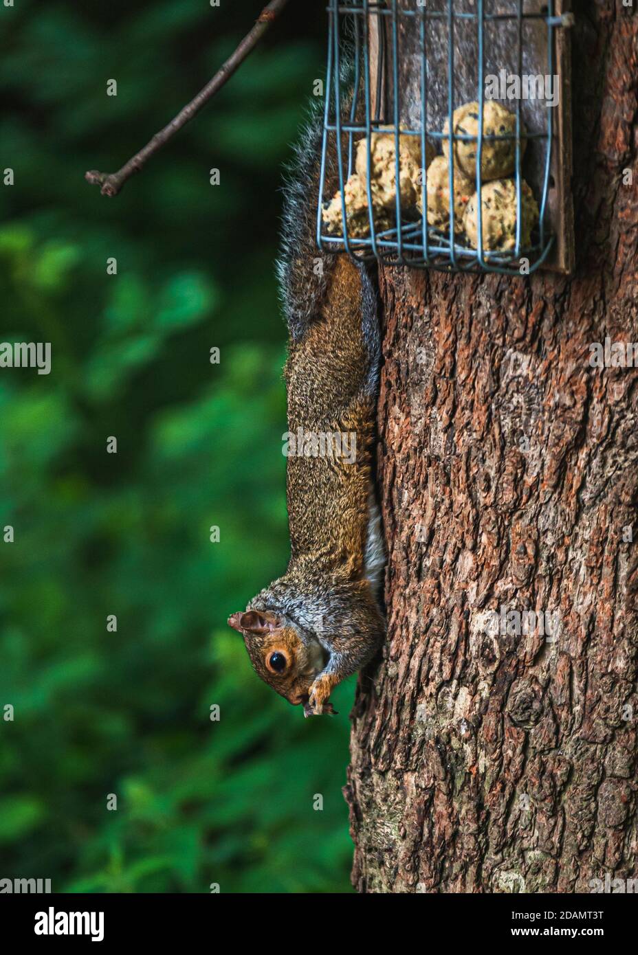 Écureuil gris se nourrissant dans la nature Banque D'Images