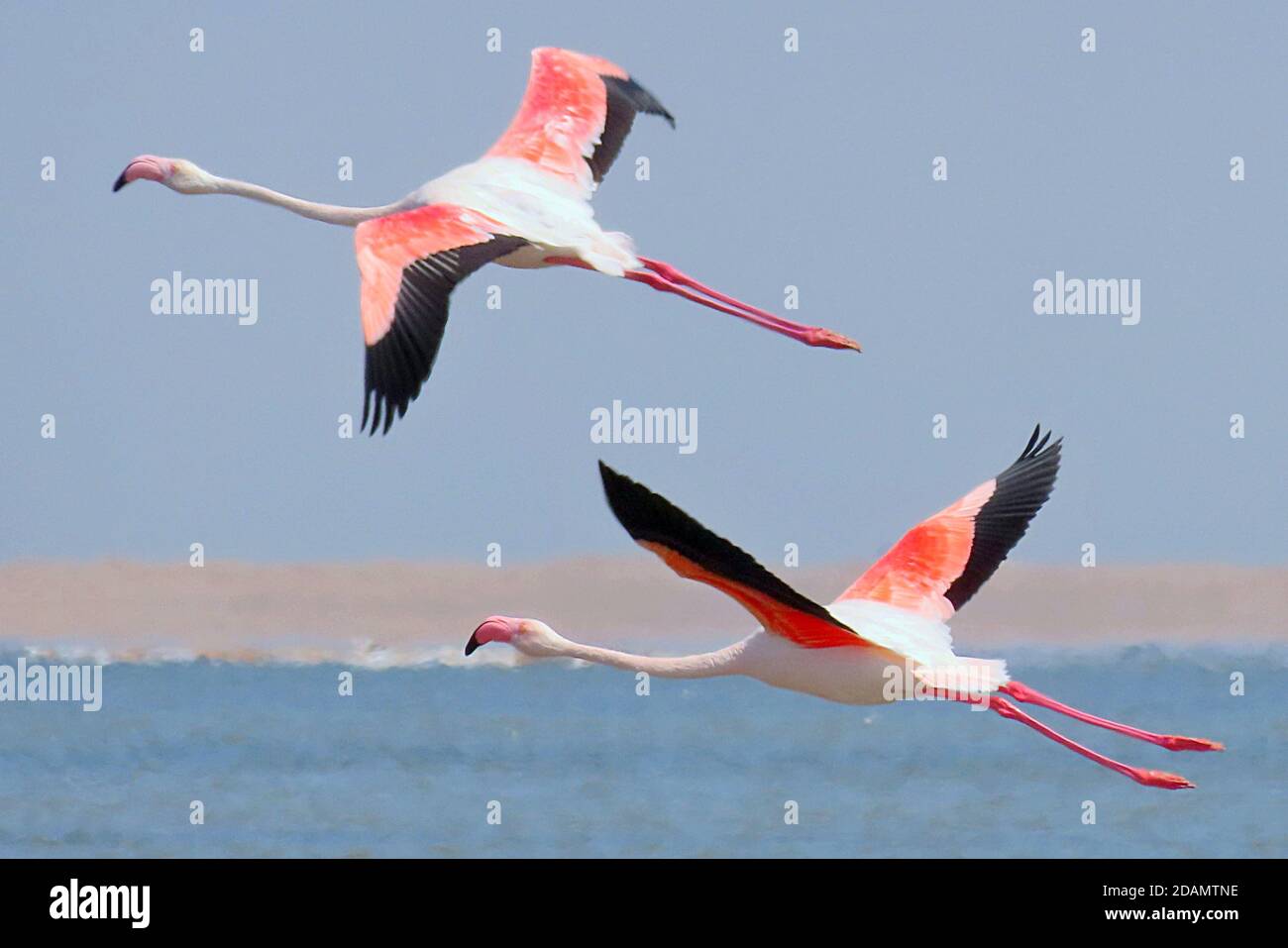 Une paire de grands Flamingos (Phoenicopterus roseus) volant dans une réserve naturelle de Walvis Bay, Erongo, Namibie Banque D'Images