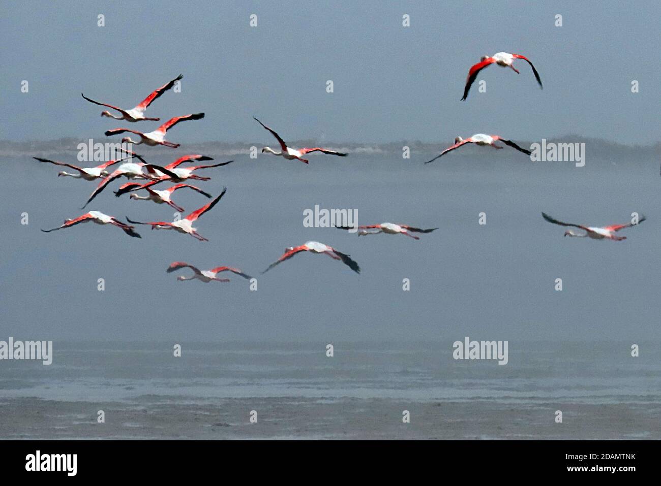 Un groupe de grands Flamingos (Phoenicopterus roseus) volant dans une réserve naturelle de Walvis Bay, Erongo, Namibie Banque D'Images