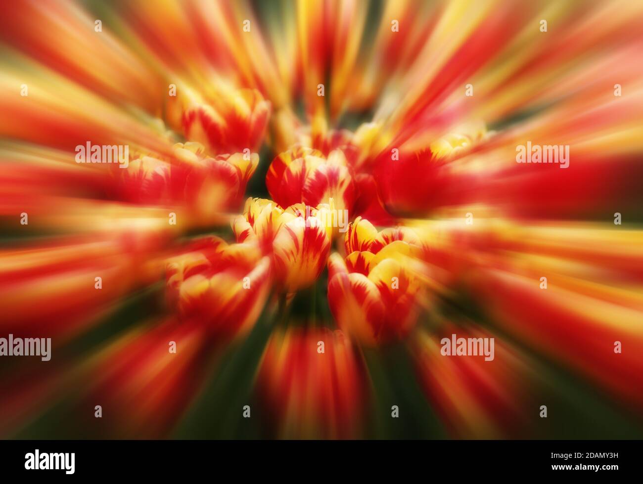 Tulipes. Un arrière-plan floral doux avec un effet de flou Banque D'Images