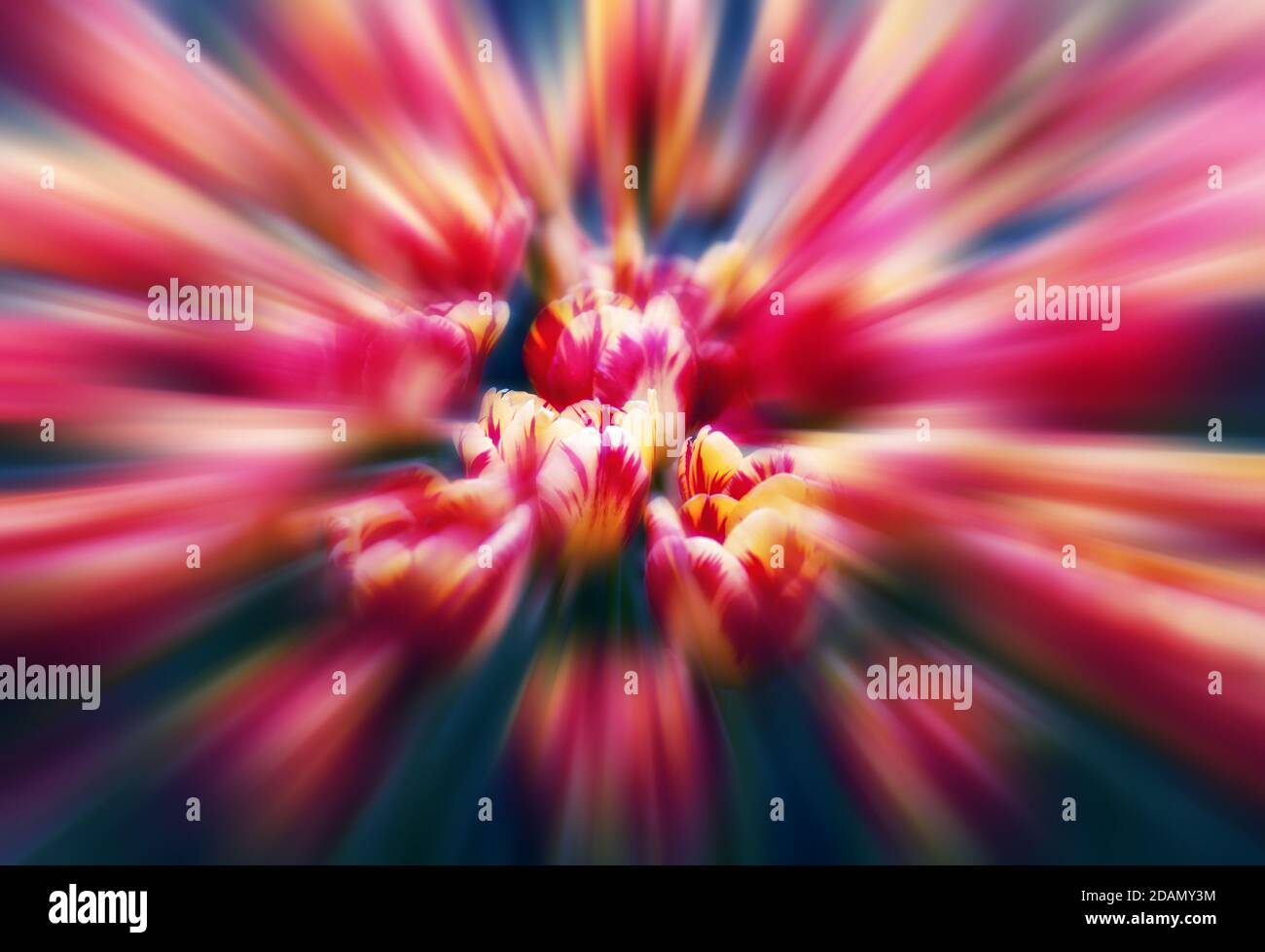 Tulipes. Un arrière-plan floral doux avec un effet de flou Banque D'Images