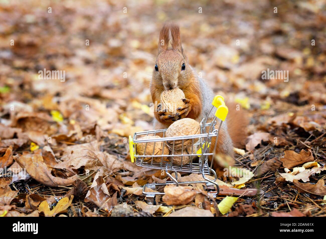 Écureuil prenant un écrou d'un petit chariot de magasinage plein de noix sur un fond de feuillage flou. Gros plan, mise au point sélective. Banque D'Images