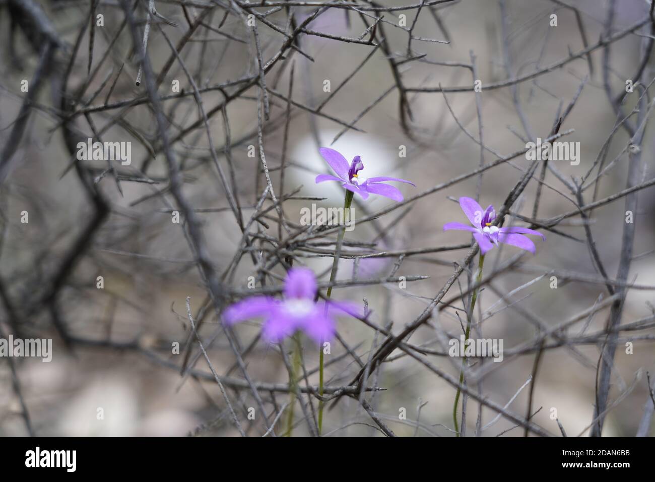 Belle et délicate orchidée de chine bleue minuscule de l'est de l'Australie Banque D'Images