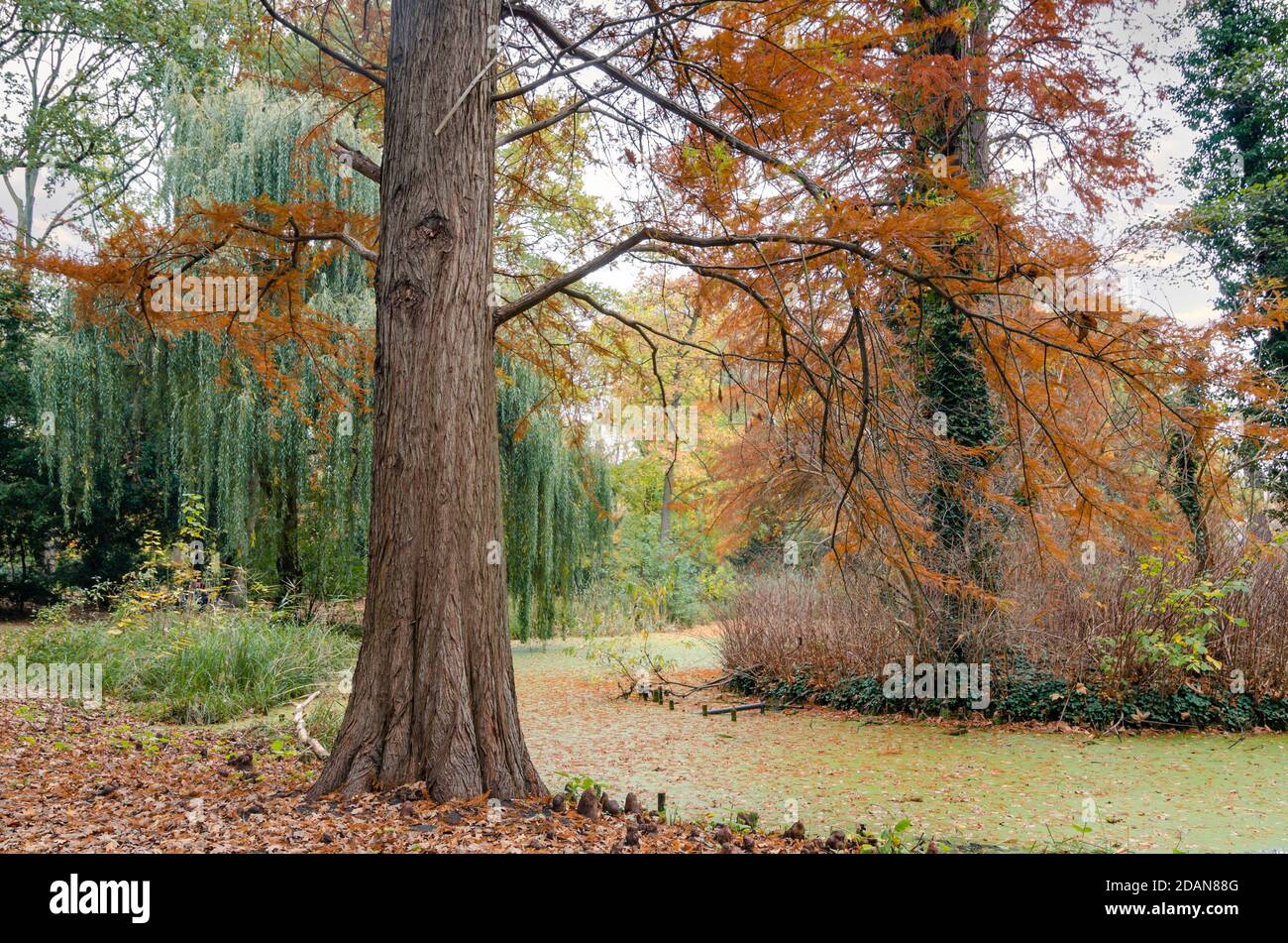 arbres d'automne au bord d'un lac Banque D'Images