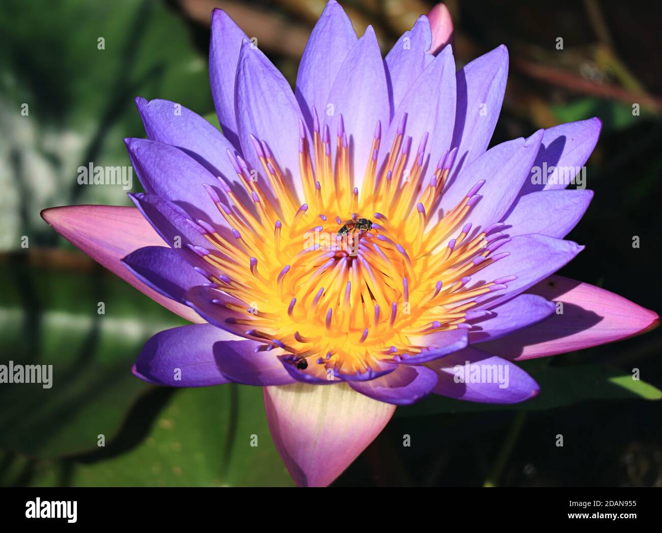 Gros plan une fleur de Lotus violet magnifique au soleil avec Un Nectar de collecte d'abeille Banque D'Images