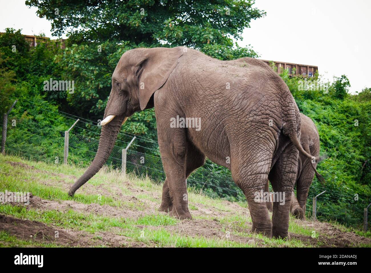 L'éléphant sauvage dans le zoo en Écosse au Royaume-Uni. Banque D'Images