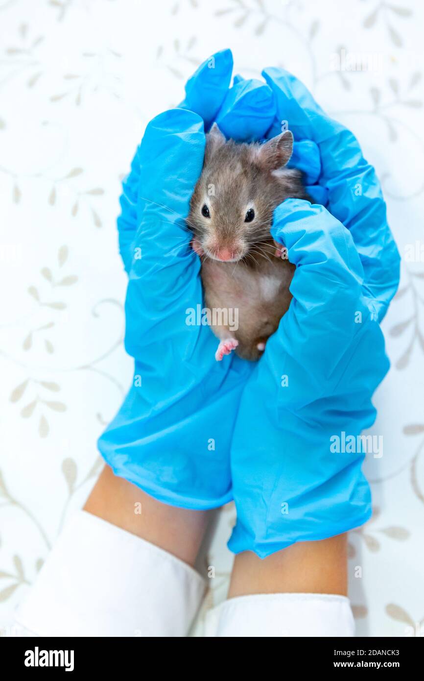 Les mains en gants médicaux bleus tiennent une souris grise ou un hamster syrien. Médecine vétérinaire, recherche, traitement des animaux, diagnostic. La science des rongeurs, biolog Banque D'Images