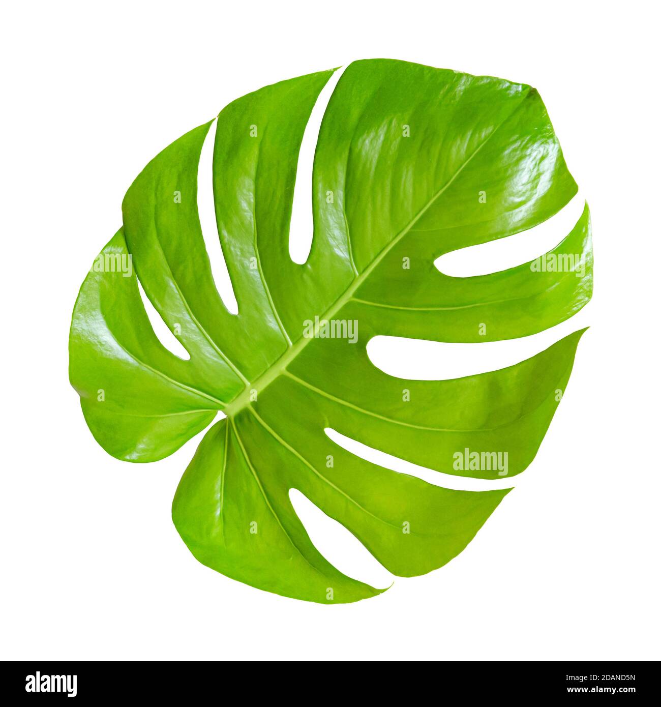 Feuille de monstère verte isolée sur fond blanc. Plante tropicale. Banque D'Images