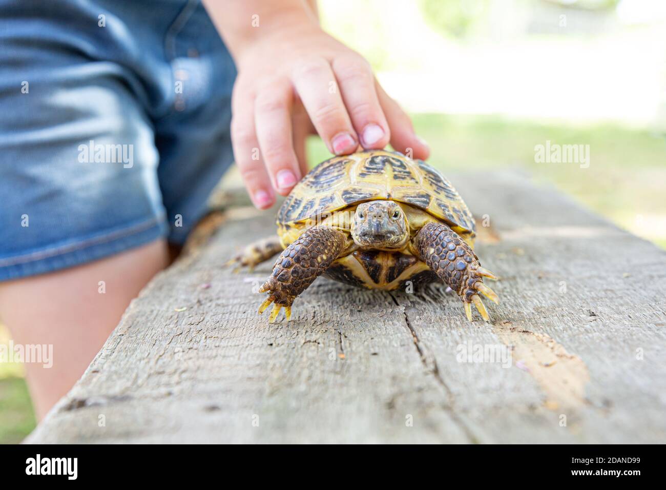 La tortue terrestre d'Asie centrale marche sur une planche de bois et regarde dans la caméra. L'enfant tient une tortue près de la carapace avec sa main. En prenant soin de votre Banque D'Images
