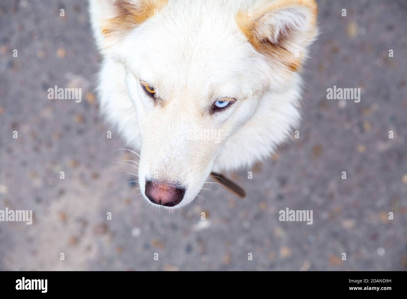 Portrait d'un chien blanc avec hétérochromie gros plan. Yeux de différentes couleurs. Inhabituel, spécial, albino. Vue de dessus du museau d'un chien. Jour des chiens. Banque D'Images