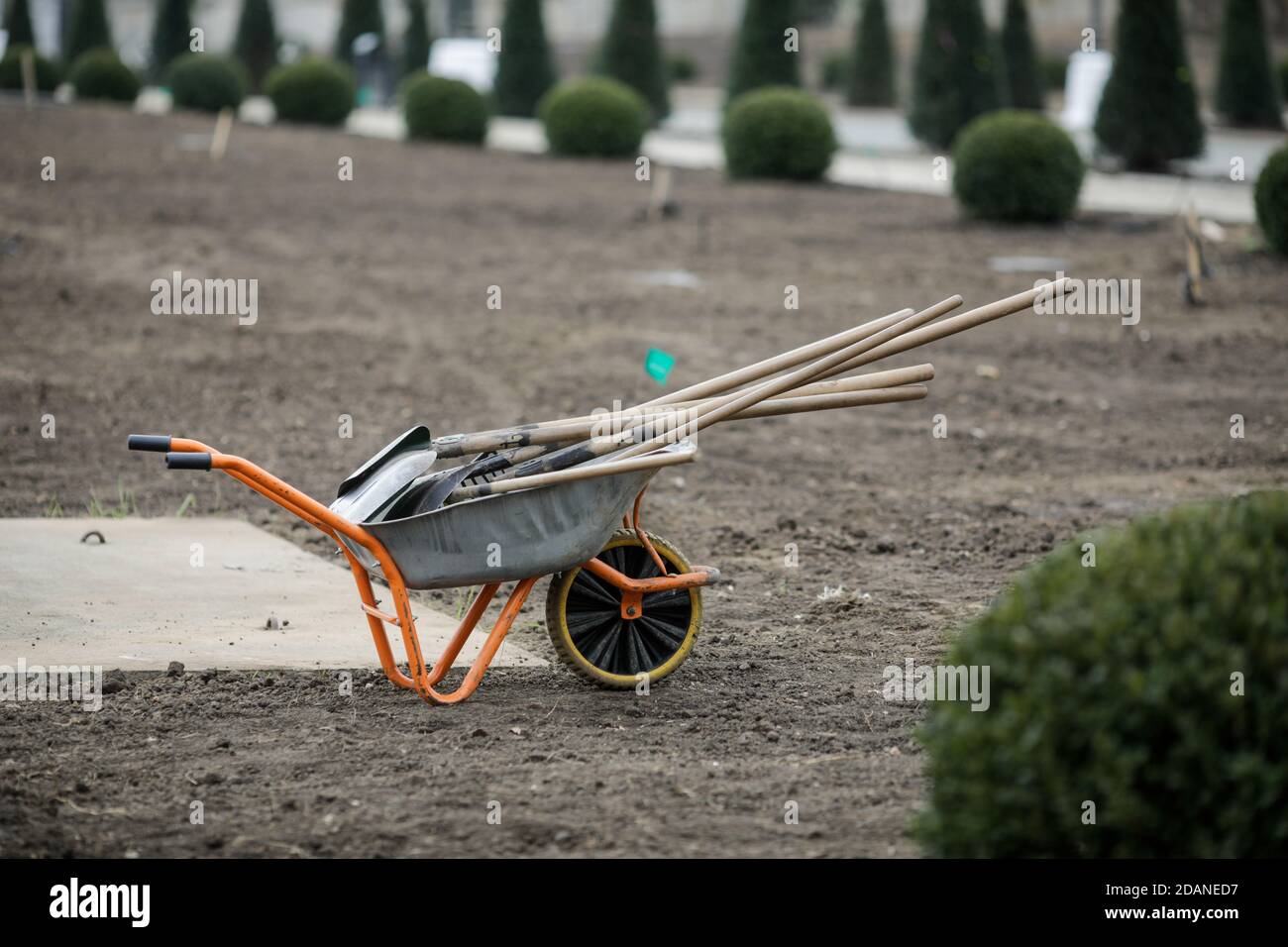 Brouette avec outils de jardinage (pelles, râteaux) sur le site d'une plantation d'arbres. Banque D'Images