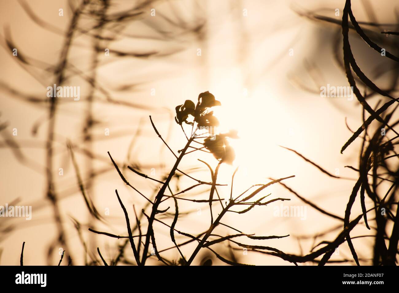 fleur de canola au soleil du matin Banque D'Images