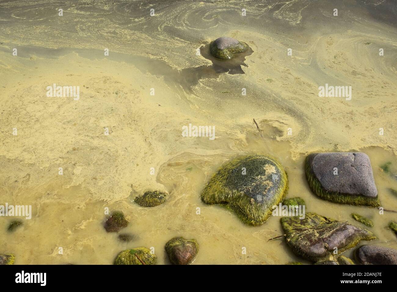 Les algues fleurissent le long du rivage d'un étang. Banque D'Images