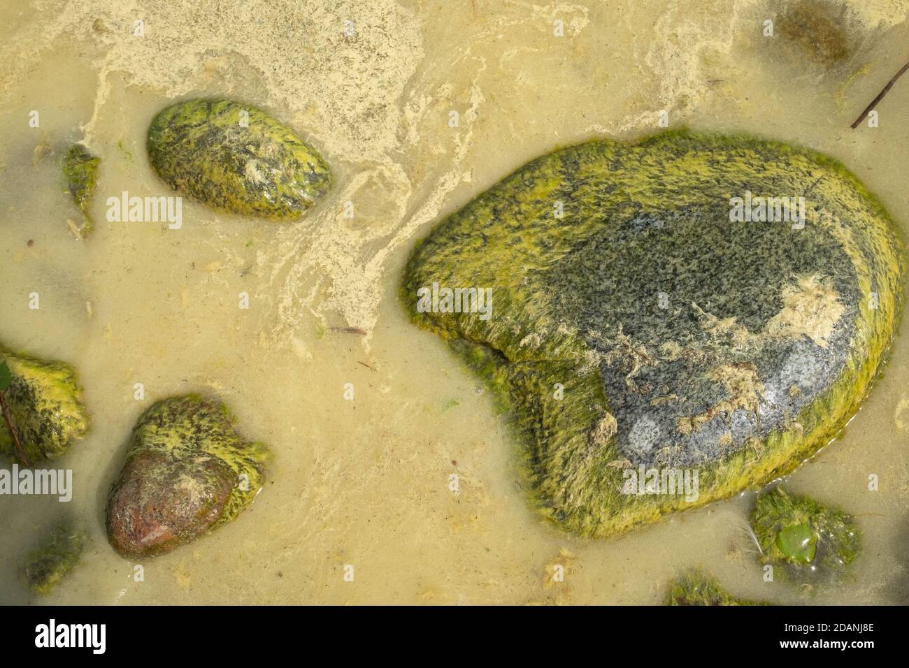 Les algues fleurissent le long du rivage d'un étang. Banque D'Images
