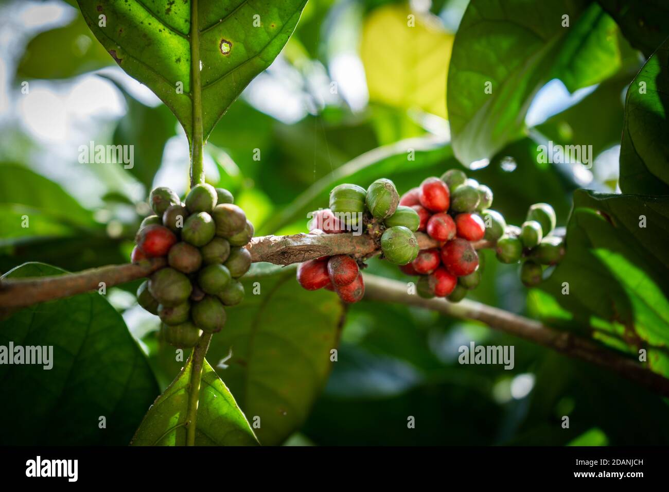 baies de café robusta rouges et vertes sur une branche Banque D'Images