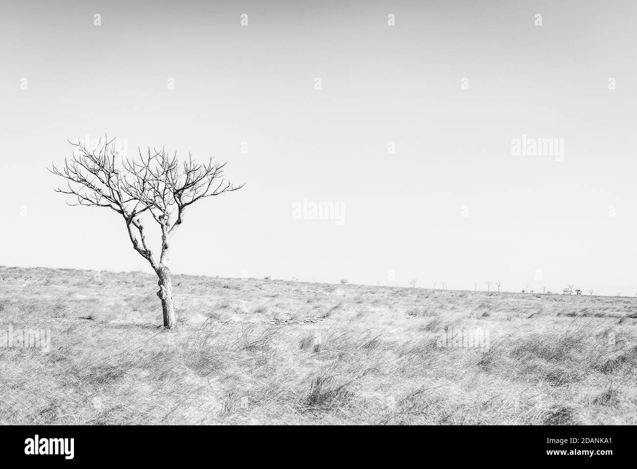 L'environnement sec et chaud de l'île de sumba, en indonésie Banque D'Images