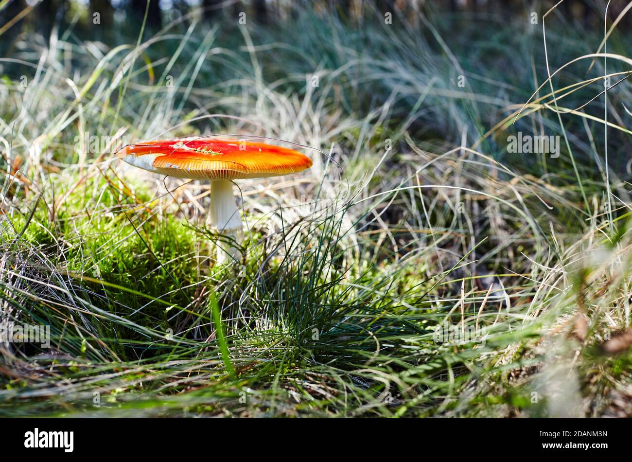 Champignon toxique et hallucinogène Fly agaric dans l'herbe sur fond de forêt d'automne. Amanita muscaria, champignon toxique Banque D'Images