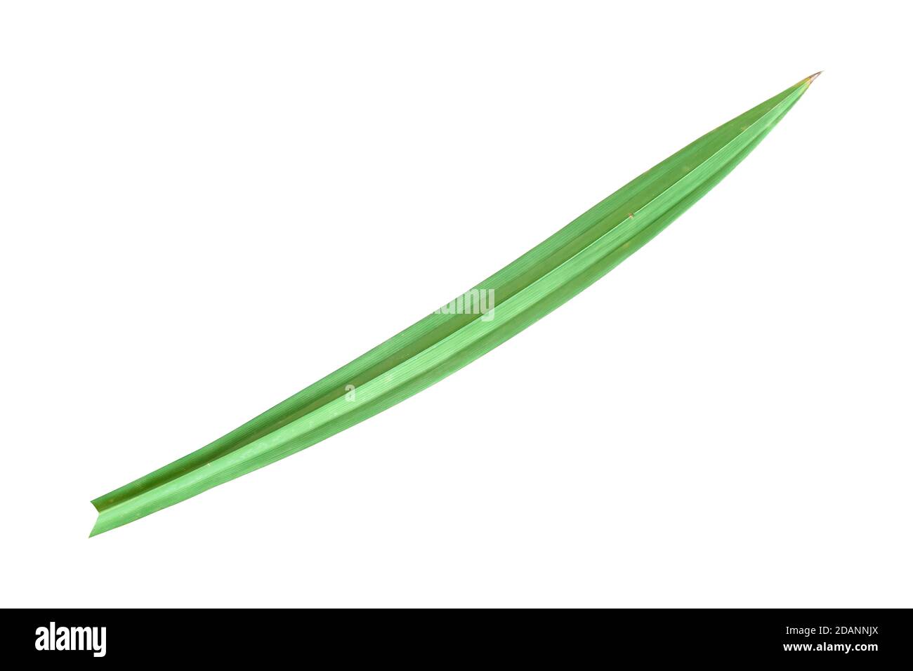 Feuille de pandan fraîche isolée sur fond blanc. Objet avec masque. Banque D'Images