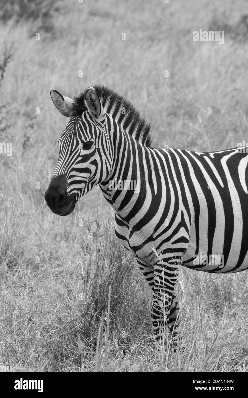 Afrique, Kenya, plaines du Serengeti du Nord, Maasai Mara. Zèbre des plaines ou zèbre de Burchell (SAUVAGE : Equus burchellii) dans l'habitat des prairies. NOIR ET BLANC Banque D'Images
