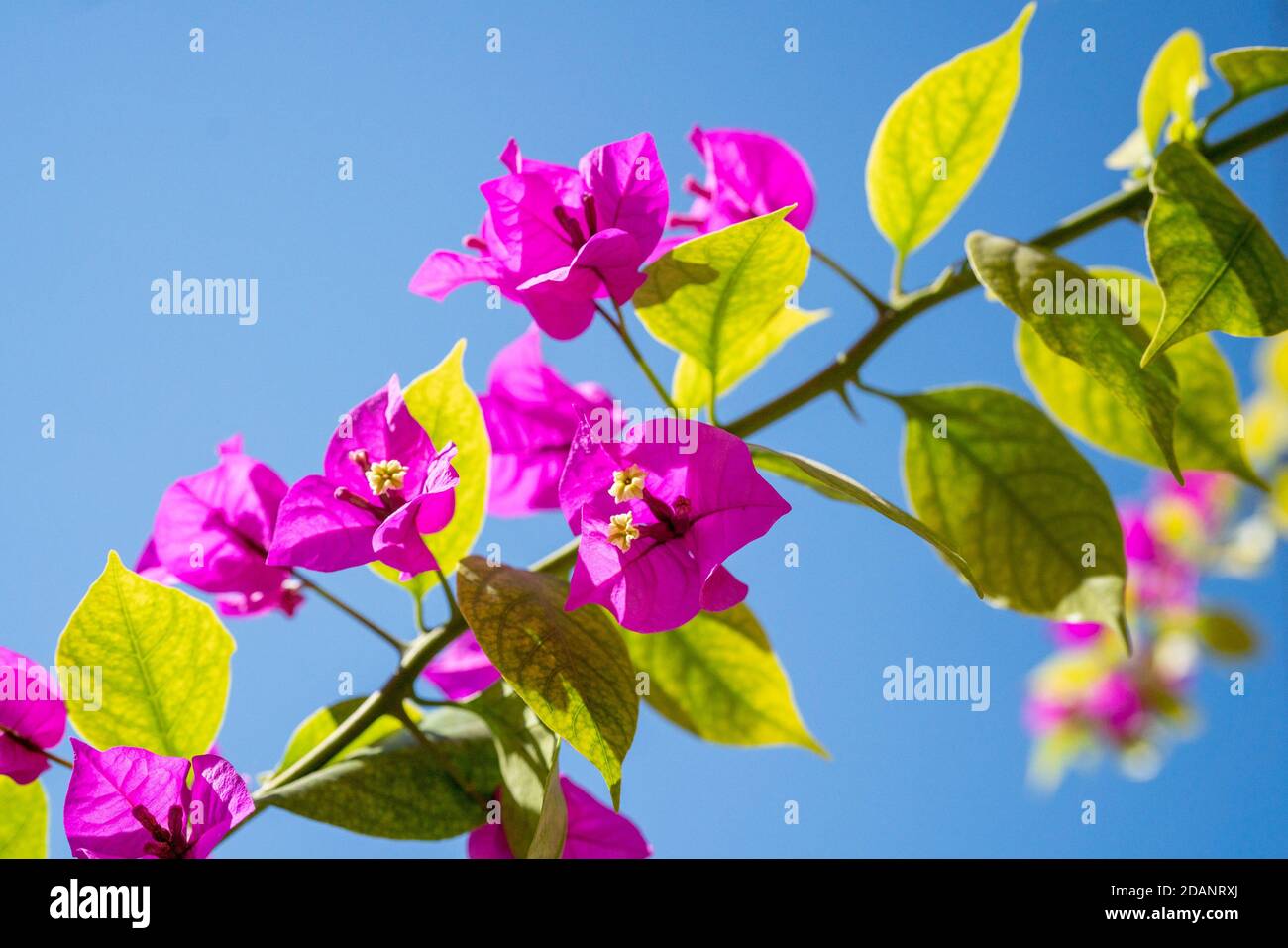 Fleur de papier de près contre le ciel Banque D'Images