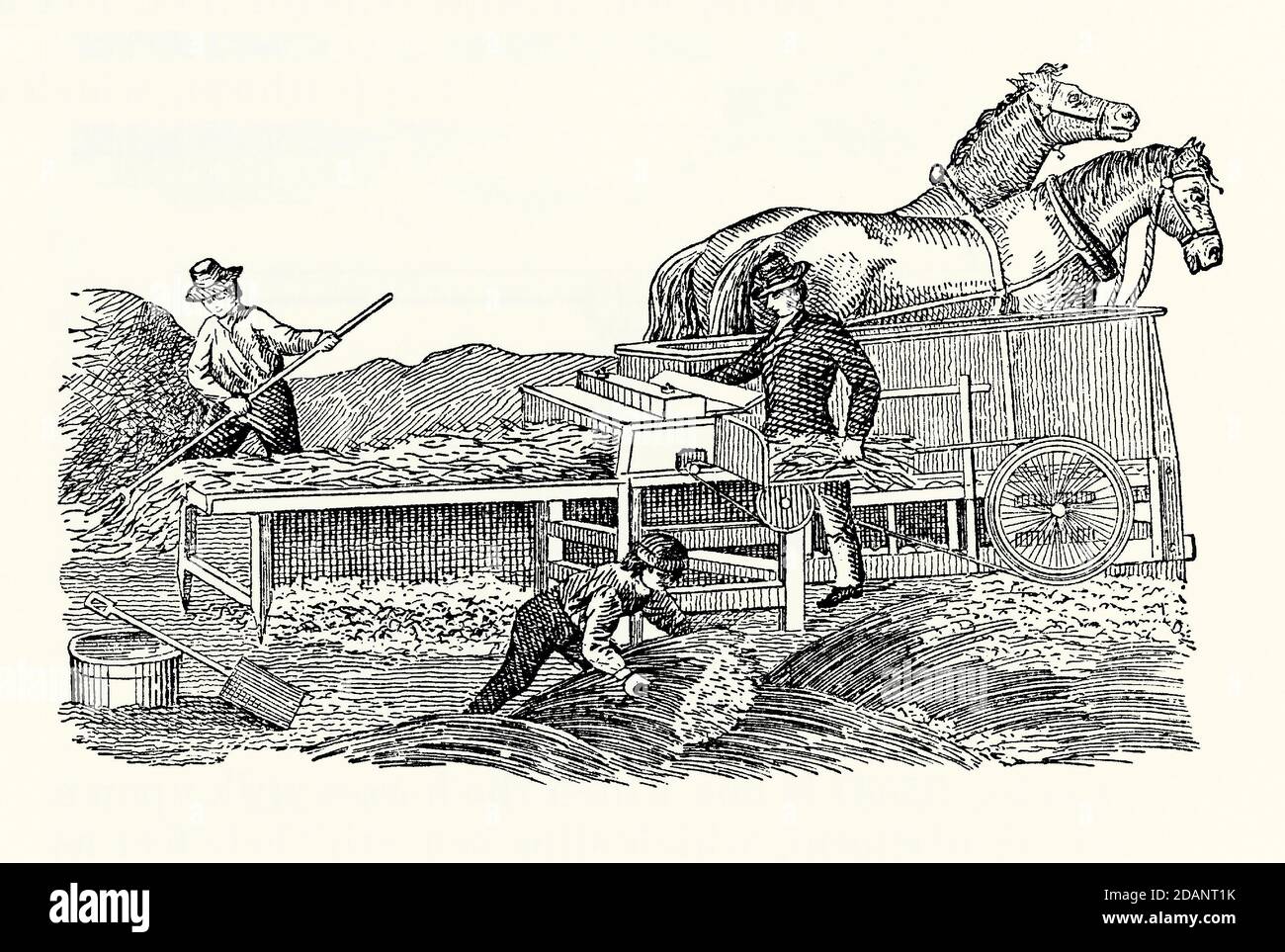 Une vieille gravure de machines agricoles étant propulsée par deux chevaux. Il est issu d'un livre victorien d'ingénierie mécanique des années 1880. Ici, les chevaux marchent sur une ceinture tournante sur une plate-forme mobile. Une barre de connexion ou une bielle alimente une machine de battage. Un moteur animal est une machine alimentée par un animal. Les chevaux, les ânes, les boeufs, les chiens et les humains ont tous été utilisés de cette façon. Banque D'Images