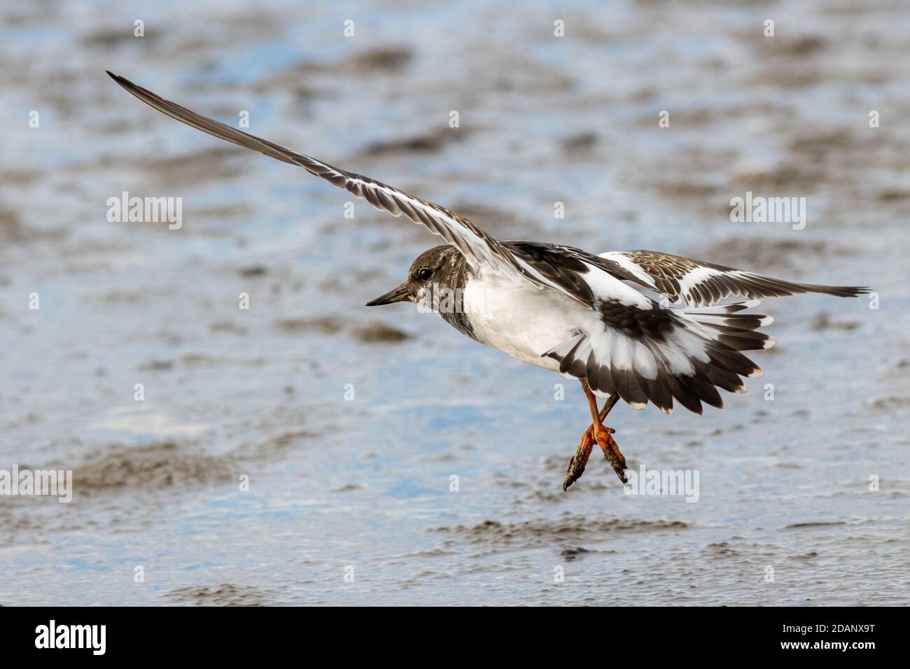 Faune du Royaume-Uni: Turnstone (Arenaria interprets) entrant dans la terre sur les vasières de l'estuaire du Wash, Norfolk Banque D'Images