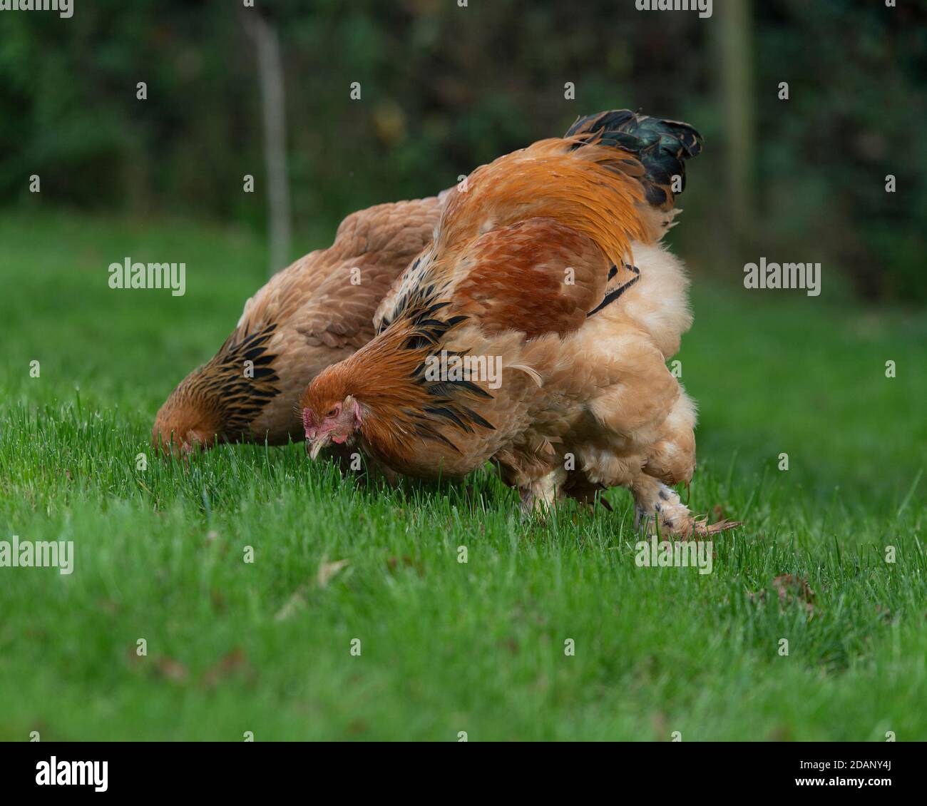 Poulet Brahma Banque D'Images