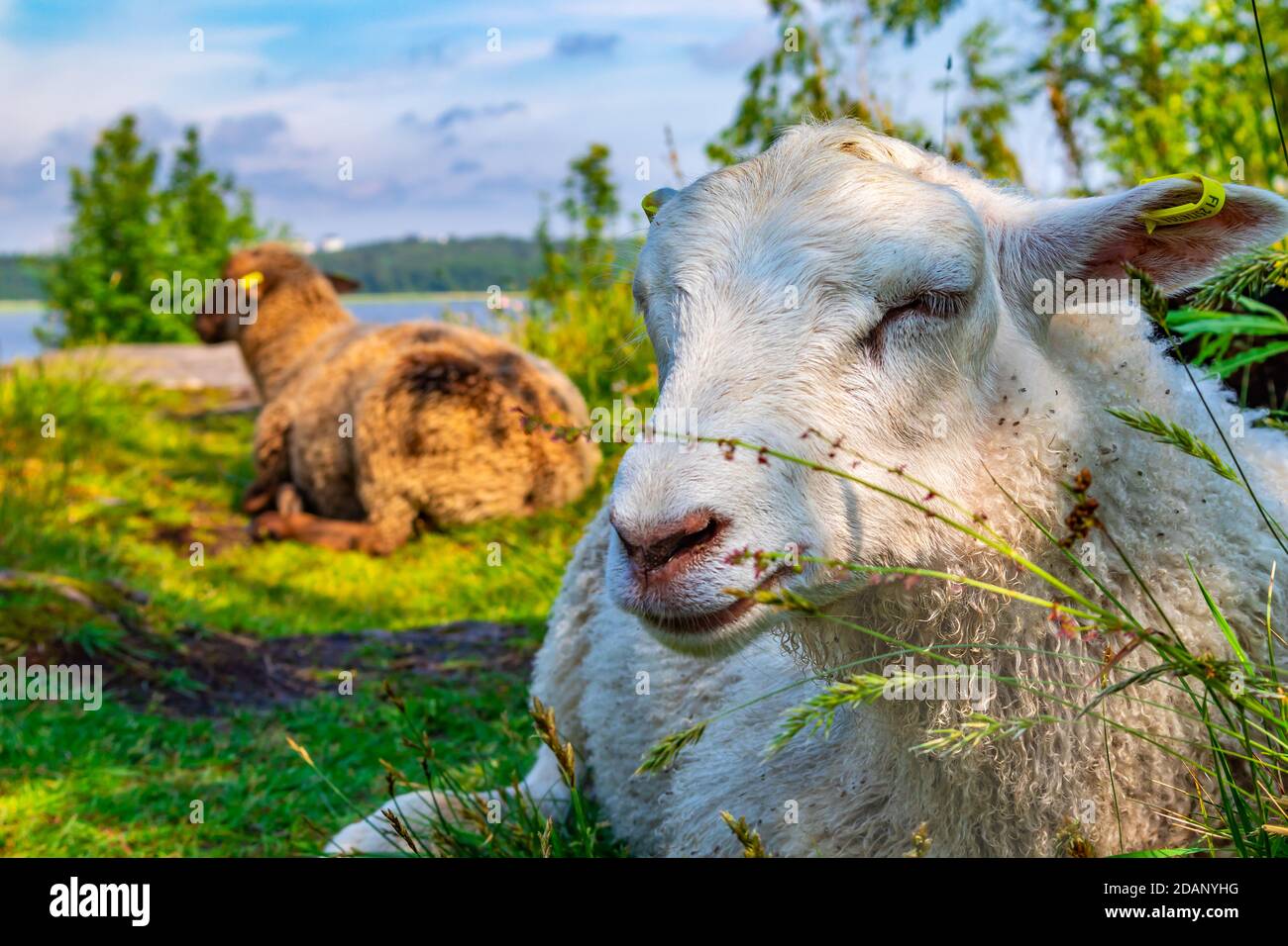 Gros plan de jolis moutons sur un terrain vert, relaxants par temps ensoleillé. Agneaux dans la prairie. Bétail. Pays, rural, terres agricoles, pâturages. Agriculture de troupeau été Banque D'Images