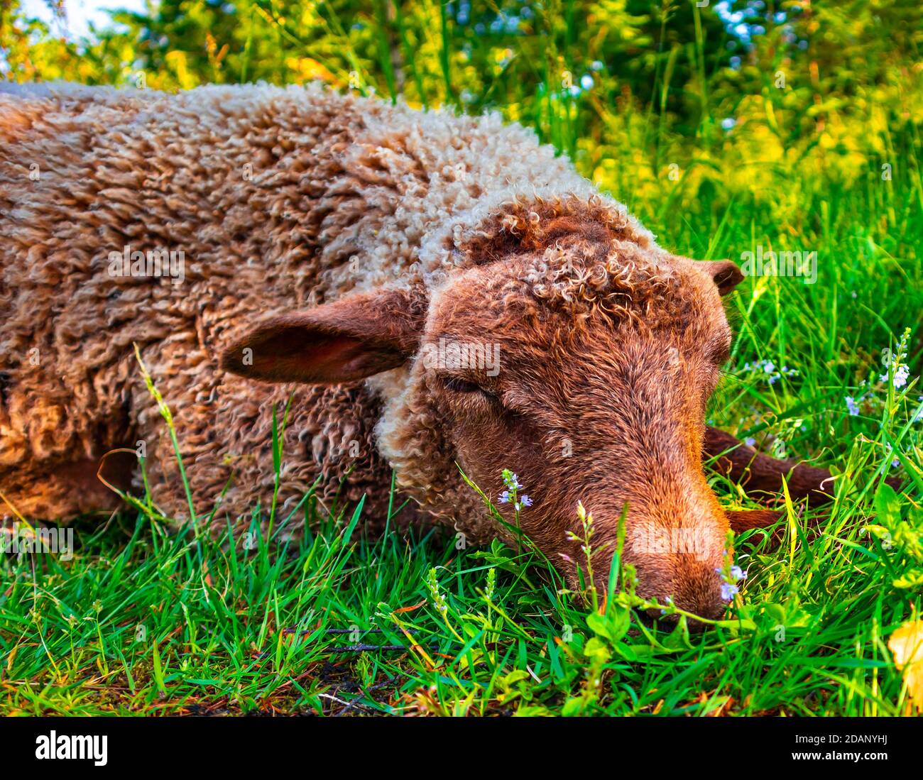 Joli mouton brun posé sur le sol en herbe verte et fleurs. L'animal contrarié mettant la tête sur les jambes, étant triste. Agneau se détendant à l'extérieur par beau temps Banque D'Images