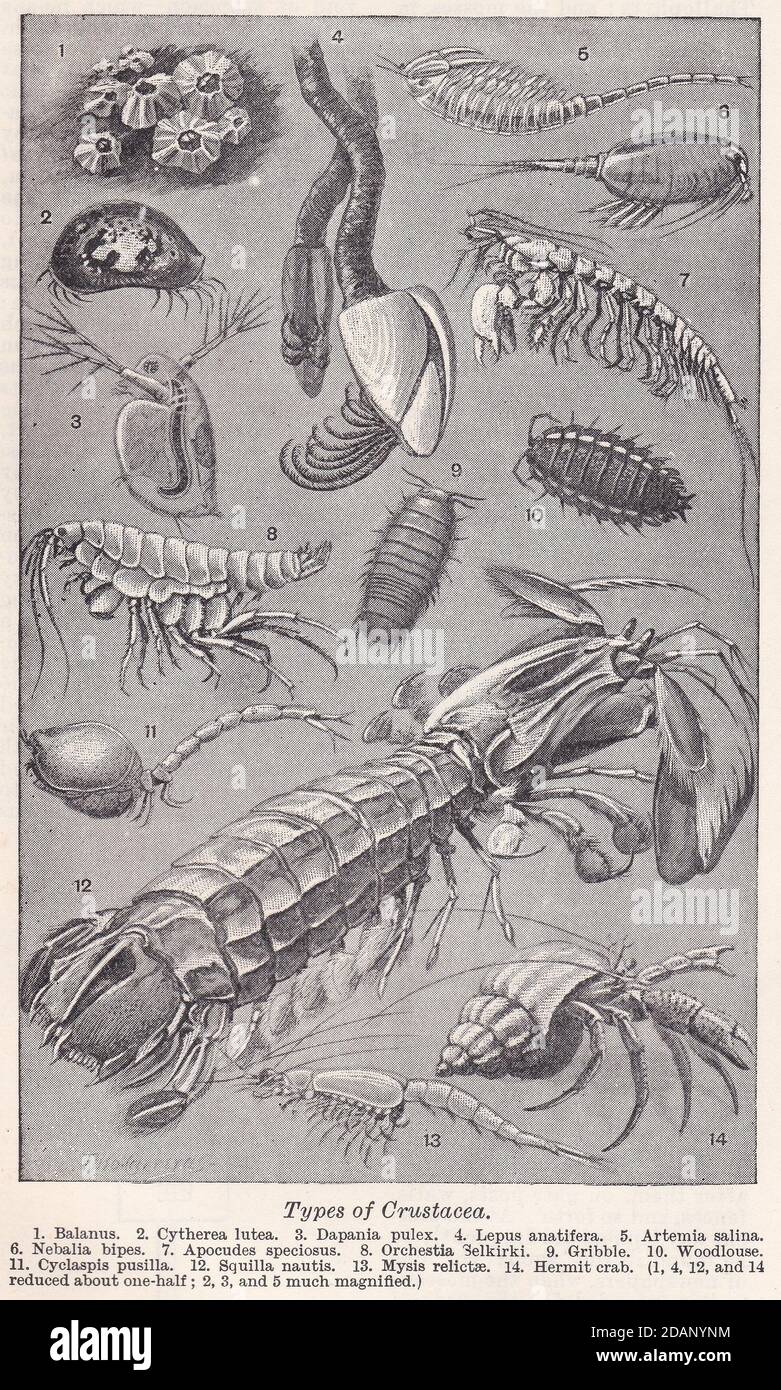 Types de Crustacea - illustrations des années 1900. Banque D'Images