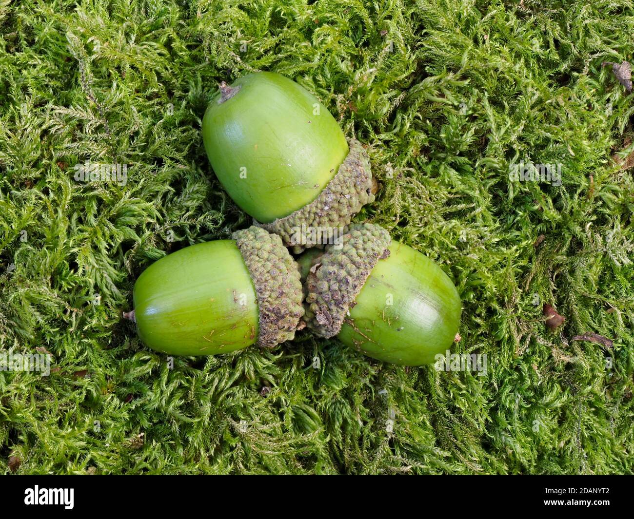 Chêne anglais (Quercus robur), glands mûrs sur sol boisé, Blean Woods, Kent, Royaume-Uni Banque D'Images