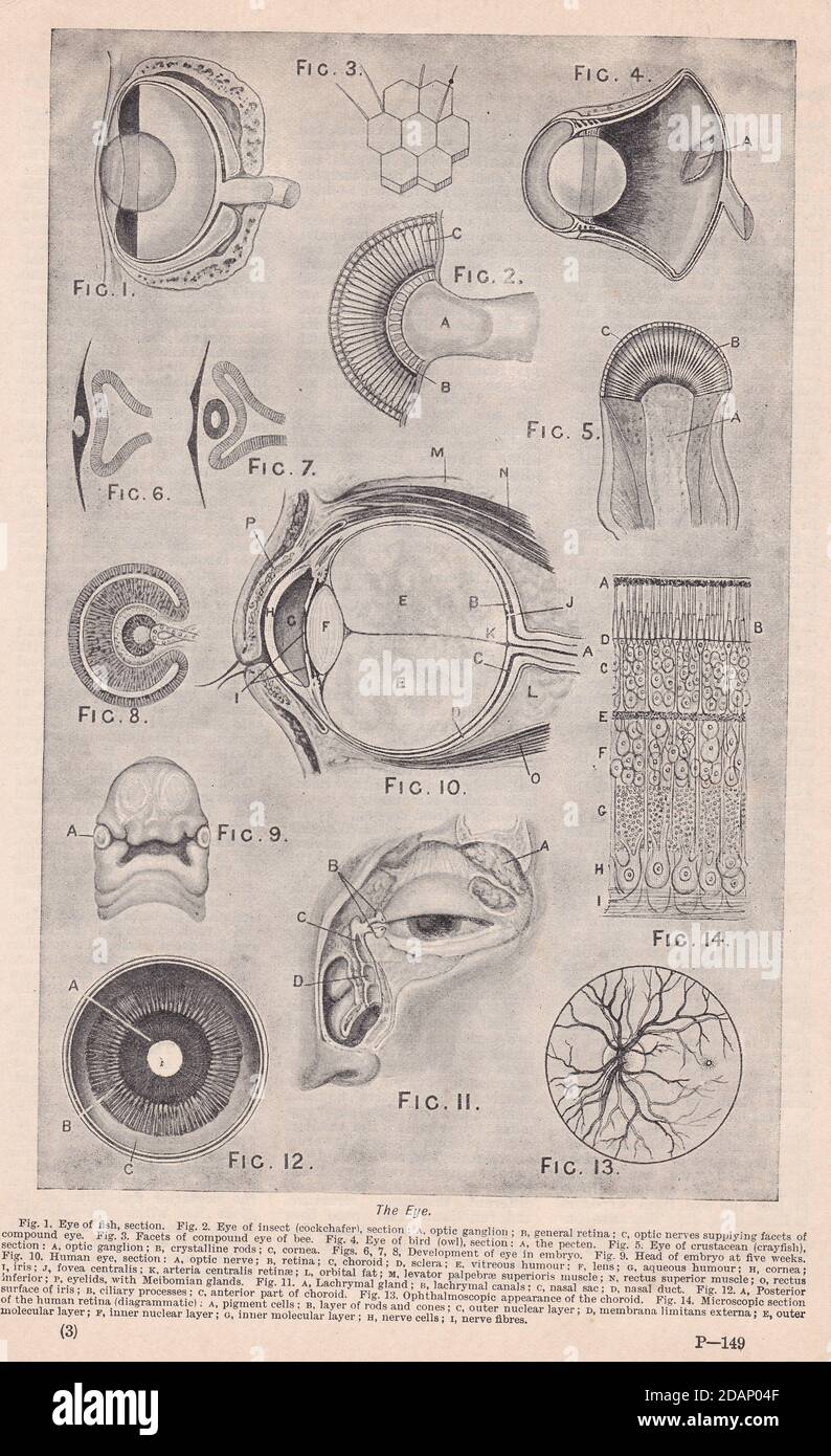 Illustrations vintage de 'The Eye' 1900. Banque D'Images