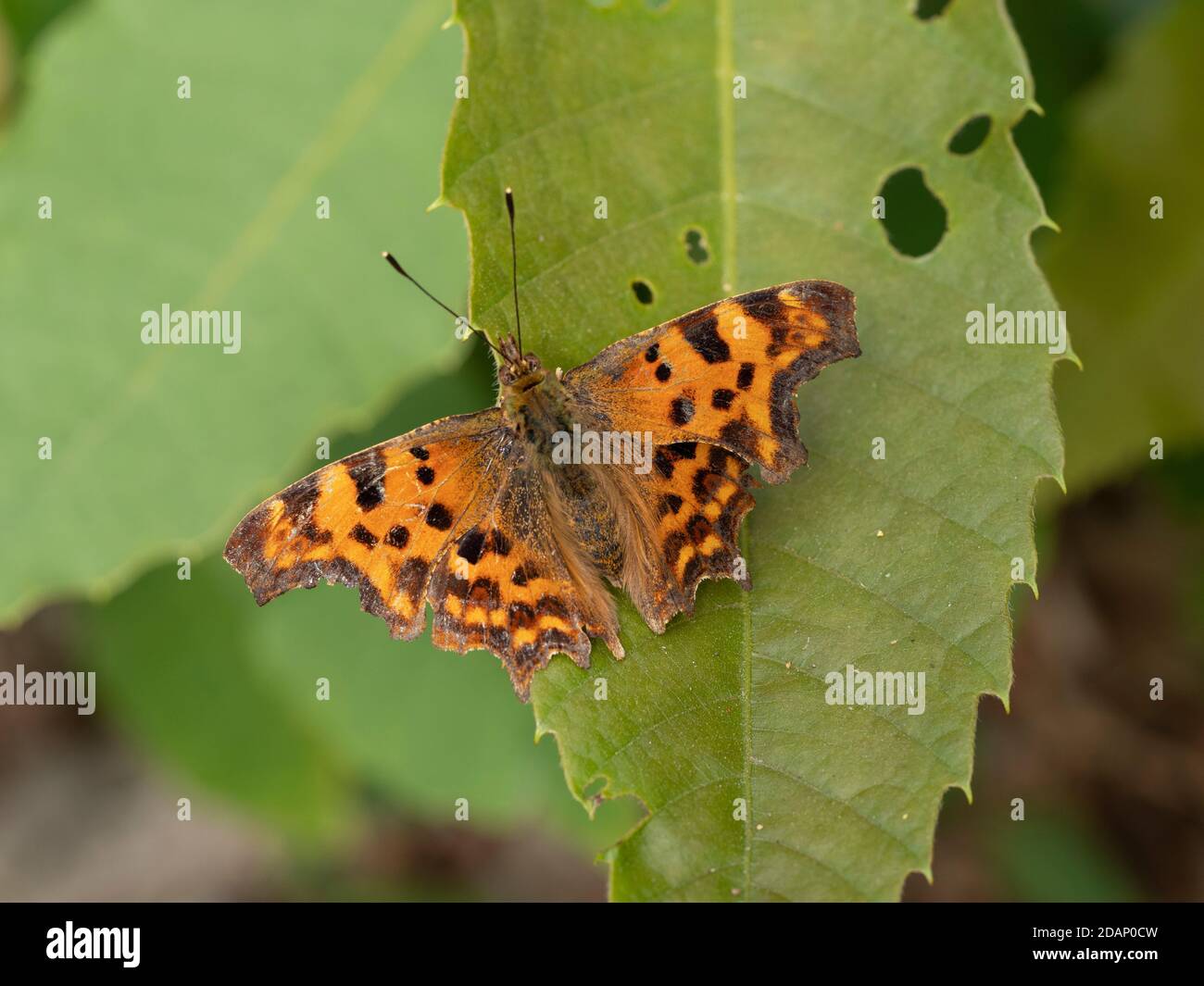 Comma Butterfly (Polygonia c-album), The larches, Kent Wildlife Trust, Royaume-Uni Banque D'Images