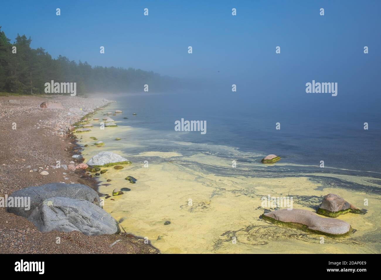 Les algues fleurissent le long du rivage d'un étang. Banque D'Images