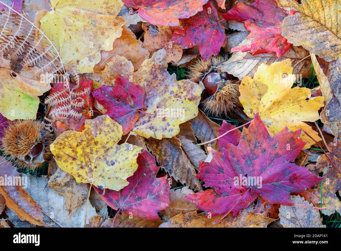 Feuilles d'automne, gros plan des feuilles d'automne sur le sol, Campanie, italie Banque D'Images